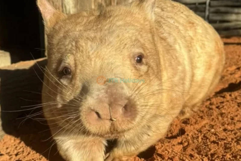 Gorge Wildlife Park – Discover Australian Wildlife Near Adelaide - JTR Holidays - Image 6 of 8