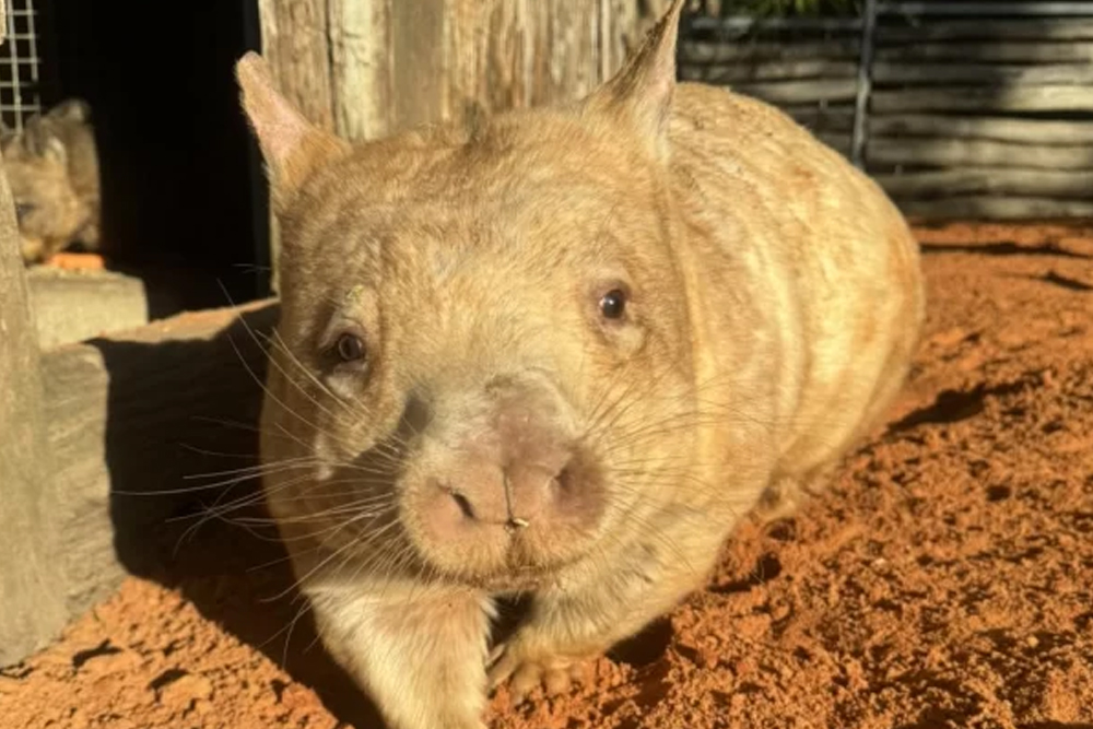 Gorge Wildlife Park - Image 6 of 8