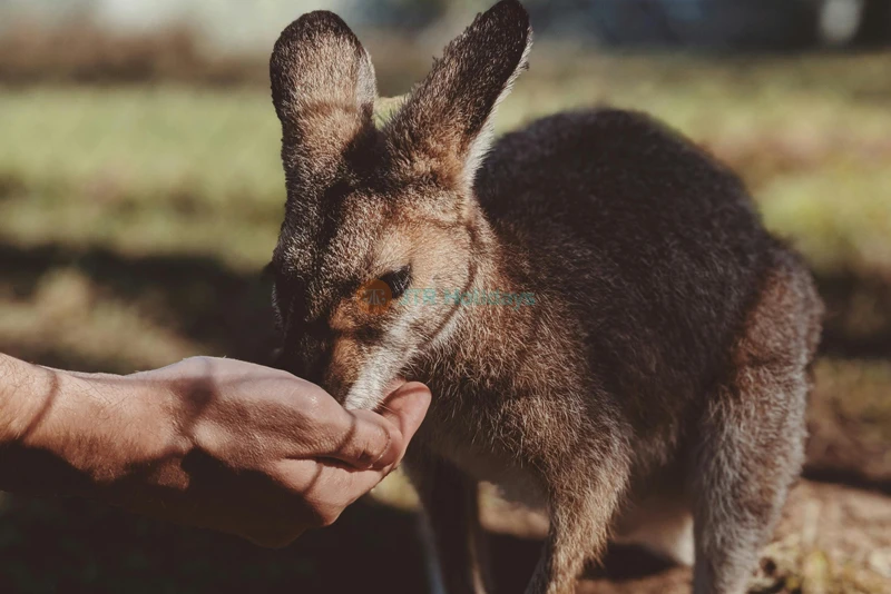 Gorge Wildlife Park – Discover Australian Wildlife Near Adelaide - JTR Holidays