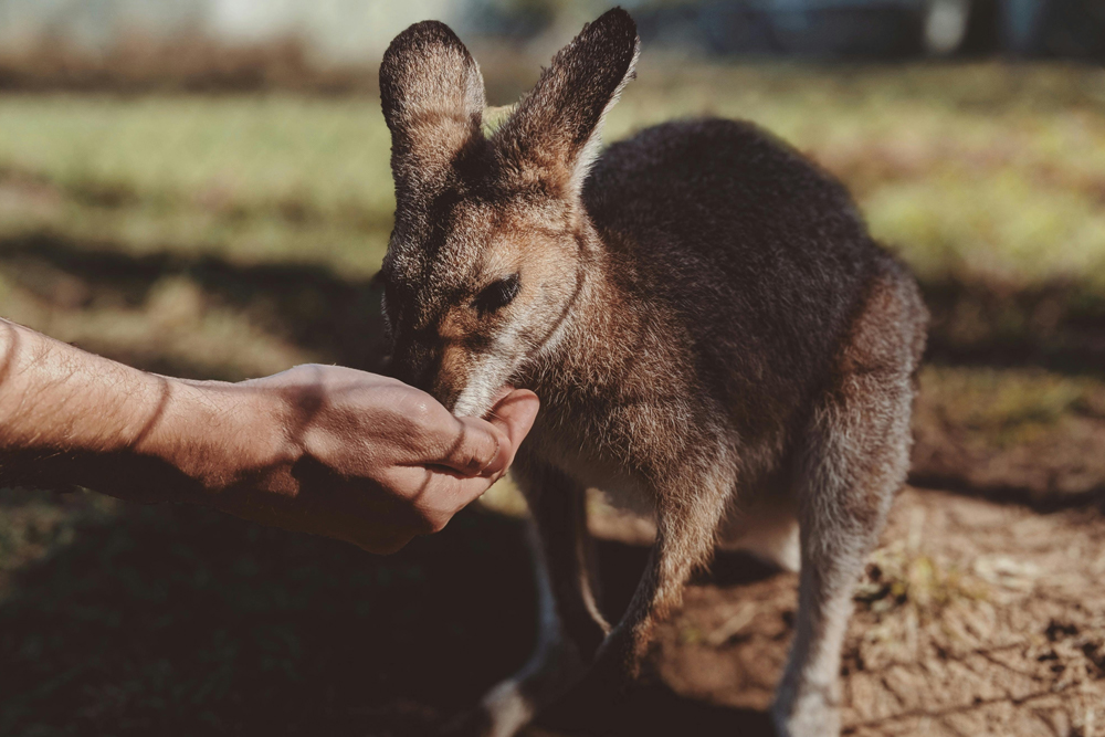 Gorge Wildlife Park - Image 7 of 8
