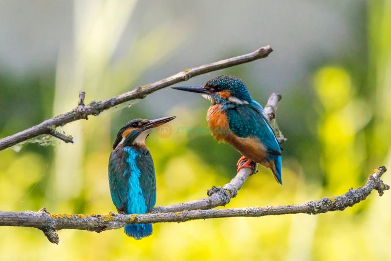 Gorge Wildlife Park – Discover Australian Wildlife Near Adelaide - JTR Holidays - Image 8 of 8