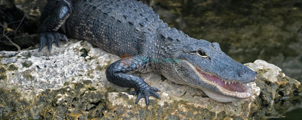 Gorge Wildlife Park – Discover Australian Wildlife Near Adelaide - JTR Holidays - Image 4 of 5