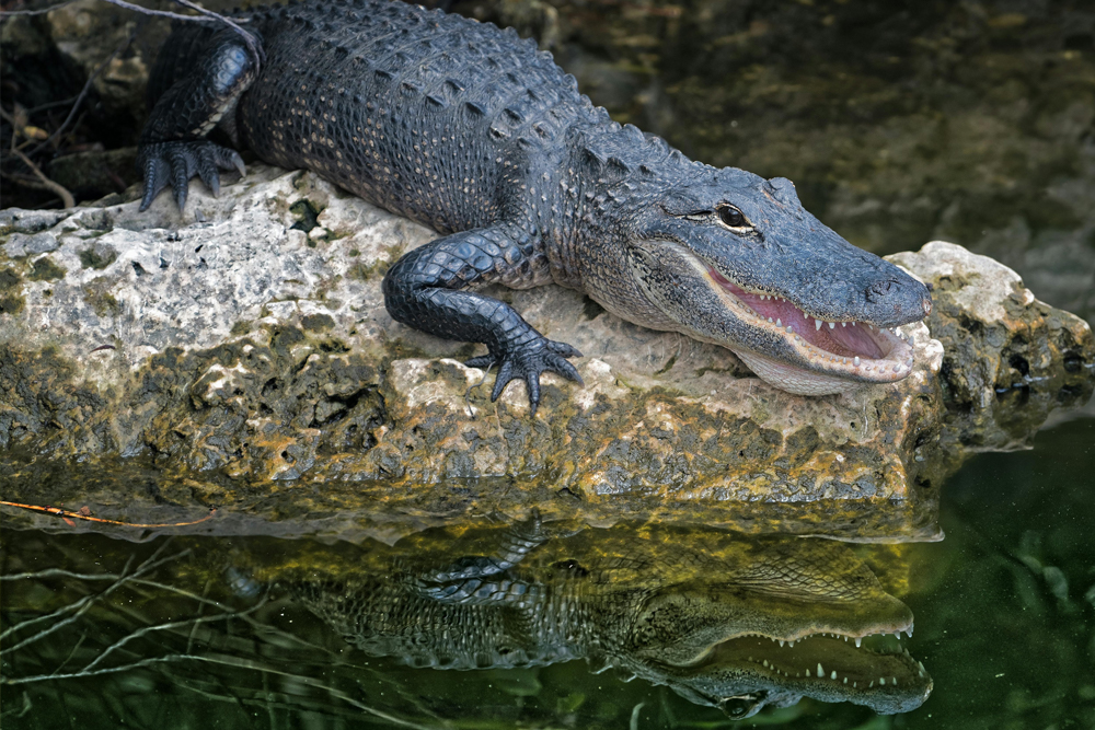 منتزه جورج للحياة البرية - قم بزيارة منتزه جورج للحياة البرية قرب أديلايد لتجربة الحياة البرية الأسترالية الفريدة عن قرب. من الكنغر والكوالا إلى الطيور الغريبة والزواحف، يوفر المنتزه لقاءات تفاعلية ومحاضرات تعليمية. مثالي للعائلات ومحبي الطبيعة، إنها تجربة لا تُنسى في بيئة طبيعية جميلة. منتزه جورج للحياة البرية - صورة 4 من 5