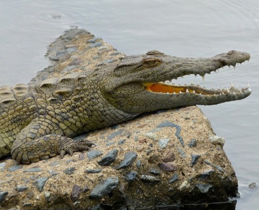 Dubai Crocodile Park - Dubai Crocodile Park, an extraordinary facility sprawling over 20,000 sqm of land and water, providing a haven for over 250 Nile crocodiles. Every detail has been meticulously designed to ensure the utmost comfort for these majestic creatures. Our park boasts a specialized Crocodile Aquarium and an unparalleled Crocodile Museum, both dedicated to delving deep into the captivating realm of the Nile Crocodile, offering visitors an immersive exploration of their natural history. Dubai Crocodile Park - Image 2 of 5