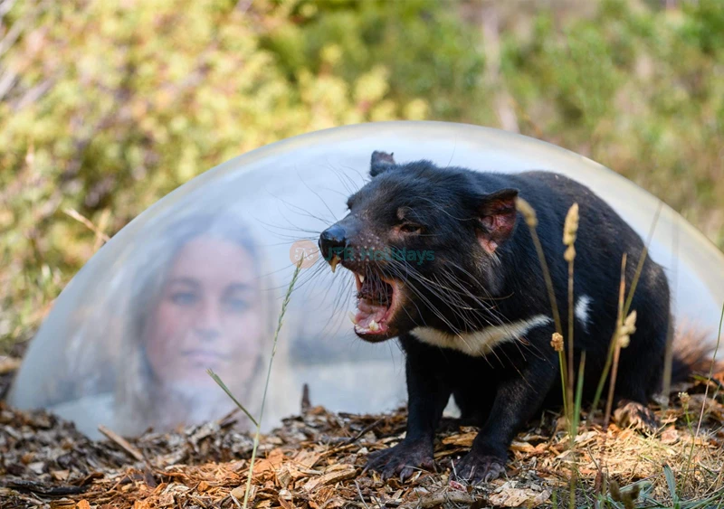 Ingresso Tasmanian Devil Unzoo in Tasmania