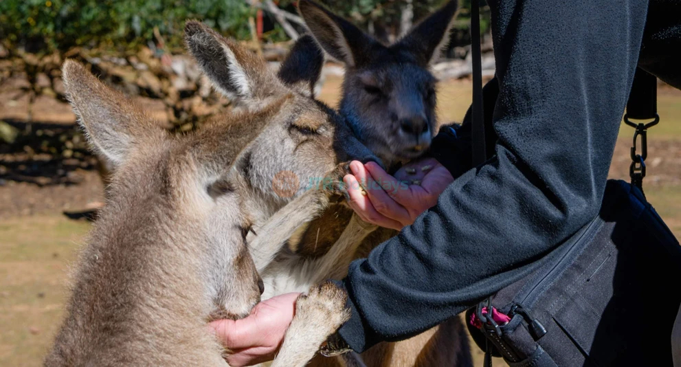 Tasmanian Devil Unzoo Admission in Tasmania - Image 1 of 5