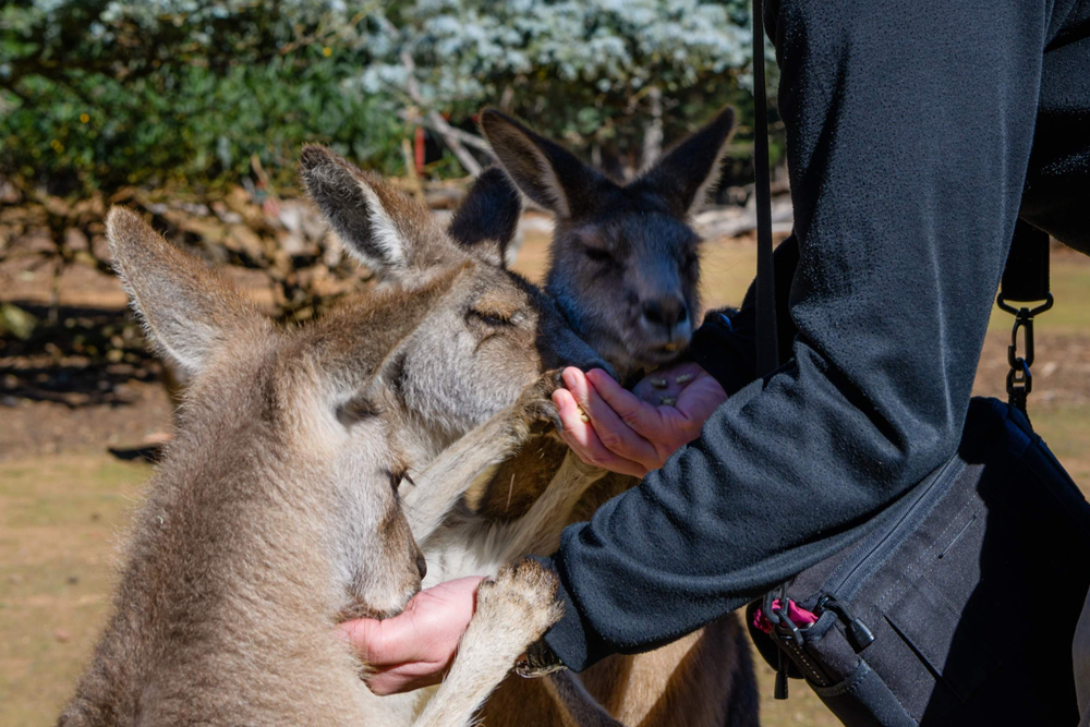 Вход в Тасманийский Дьявол Анзу в Тасмании - Image 1 of 6
