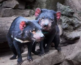 Tasmanian Devil Unzoo - See Devils & Explore Wildlife Conservation - JTR Holidays