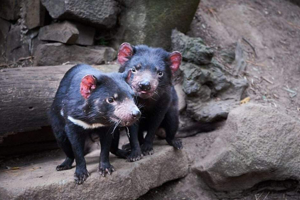 Вход в Тасманийский Дьявол Анзу в Тасмании - Изображение 2 из 5