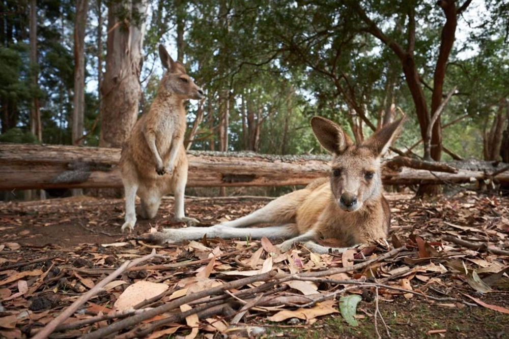 Вход в Тасманийский Дьявол Анзу в Тасмании - Image 3 of 6