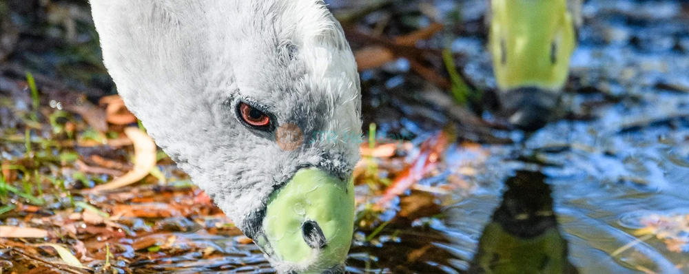 Tasmanian Devil Unzoo Admission in Tasmania - Image 4 of 5