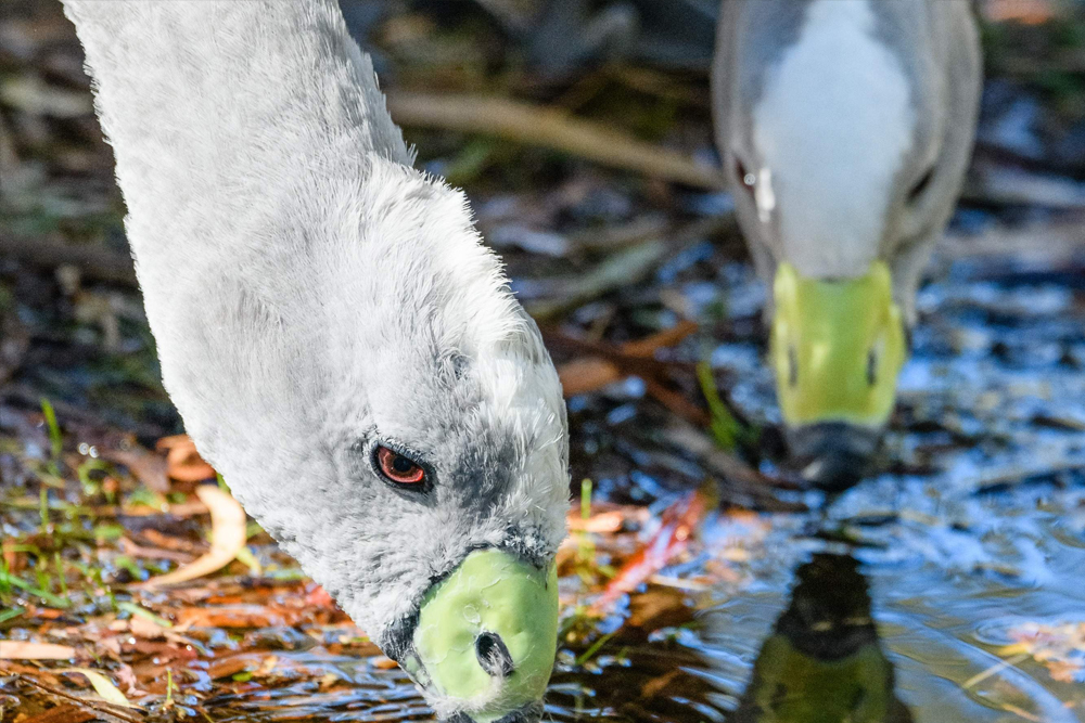 Вход в Тасманийский Дьявол Анзу в Тасмании - Изображение 4 из 5