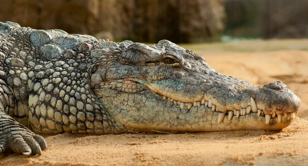 Hua Hin Safari and Adventure Park - Image 1 of 5