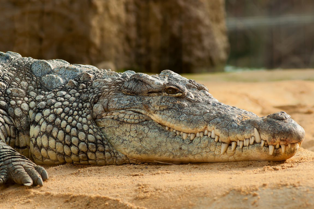 Hua Hin Safari and Adventure Park - Explore the wild wonders of Hua Hin Safari and Adventure Park, a thrilling destination for animal lovers and adventure seekers. Experience close encounters with camels, elephants, owls, and more at Hua Hin Safari and Adventure Park. Watch exciting shows featuring crocodiles, cobras, and elephants. Don’t miss Hua Hin Safari and Adventure Park's famous Tiger World, where you can meet tigers, lions, and ligers up close. Enjoy horseback rides and interactive animal experiences at Hua Hin Safari and Adventure Park for a day of unforgettable fun. Hua Hin Safari and Adventure Park - Image 1 of 5