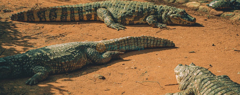 Hua Hin Safari and Adventure Park - Image 3 of 5