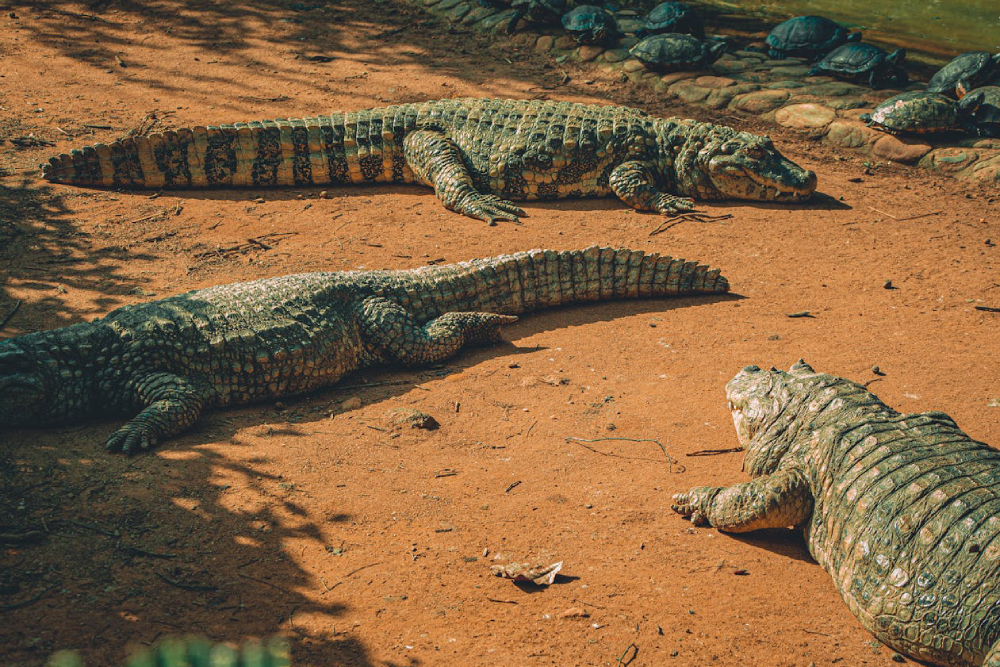 Hua Hin Safari and Adventure Park - Image 3 of 6