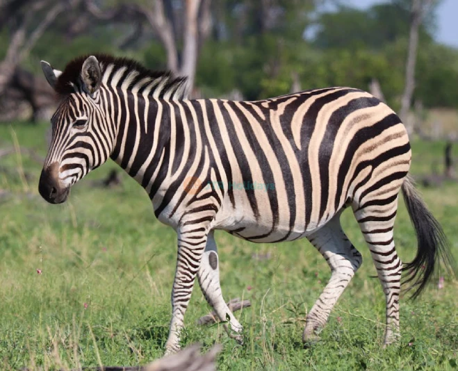 Hua Hin Safari and Adventure Park - Image 2 of 5