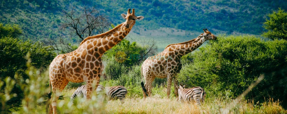 Hua Hin Safari and Adventure Park - Image 4 of 5