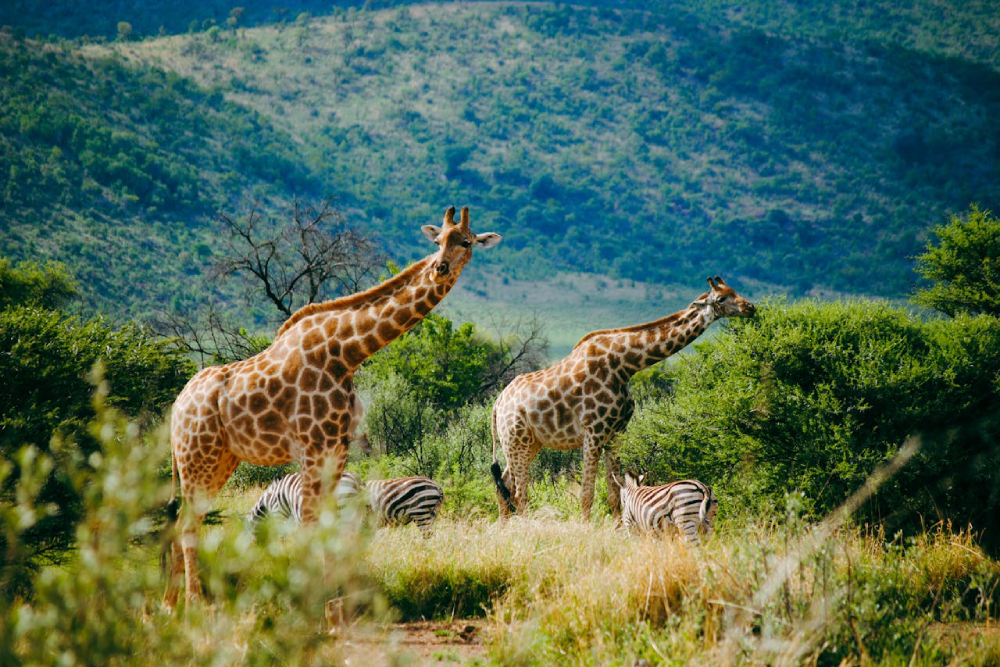 Hua Hin Safari and Adventure Park - Image 4 of 5