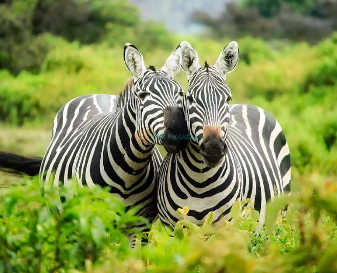 Hua Hin Safari and Adventure Park - Image 5 of 5