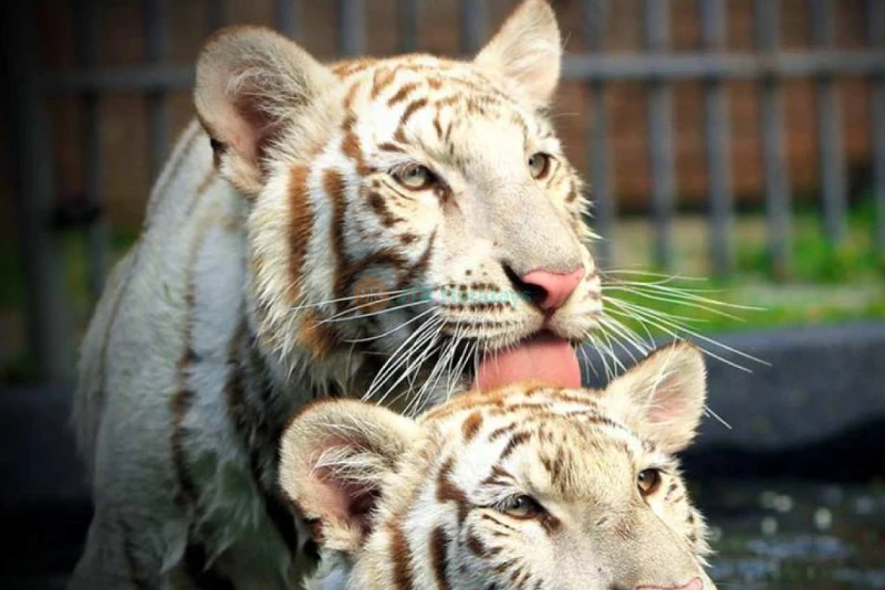 Hua Hin Safari and Adventure Park - Image 6 of 6