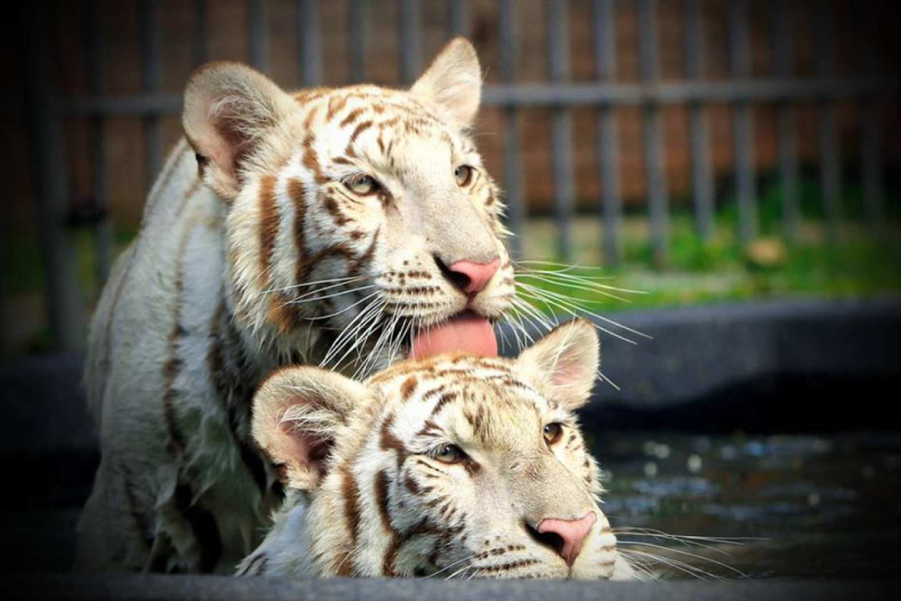 Hua Hin Safari and Adventure Park - Image 6 of 6