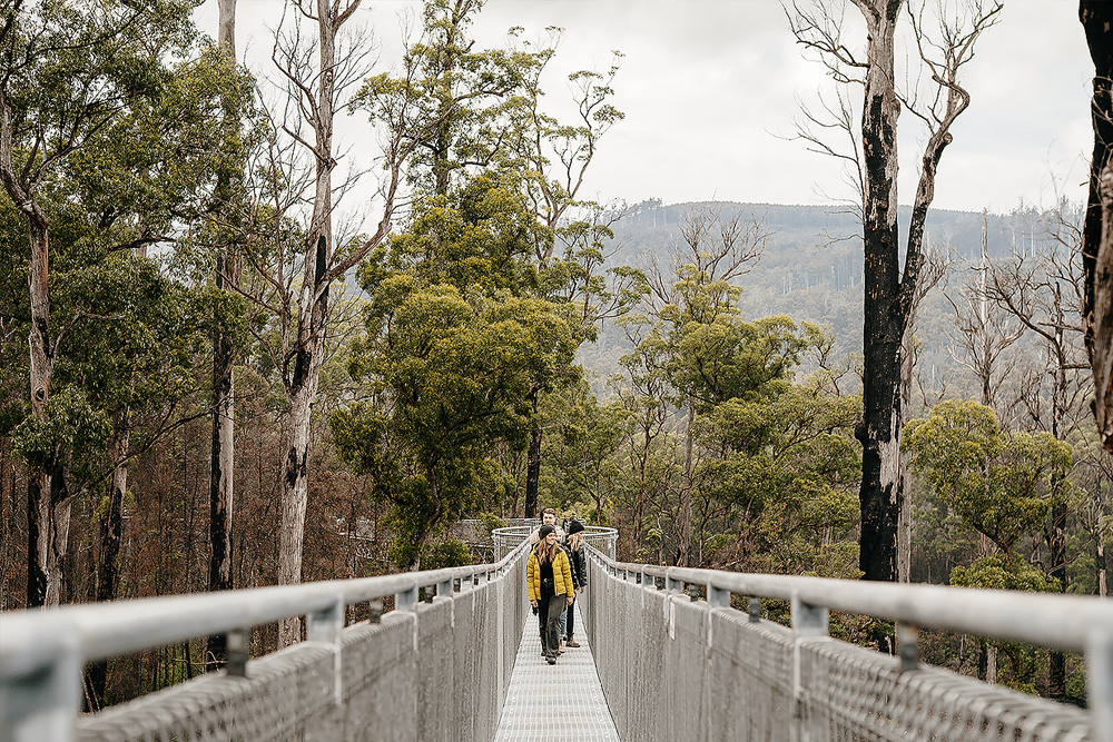 Tahune Adventures Tasmanien - Erleben Sie den Nervenkitzel des Tahune AirWalk und entdecken Sie die atemberaubende Wildnis Tasmaniens bei Tahune Adventures Tasmanien. Genießen Sie atemberaubende Ausblicke, spannende Flussaktivitäten und erfahren Sie mehr über die einzigartige tasmanische Ökologie. Perfekt für Naturliebhaber und Abenteuersuchende bietet dieses Ziel eine einzigartige Möglichkeit, die natürliche Schönheit Tasmaniens zu erleben. Tahune Adventures Tasmanien - Bild 5 von 5