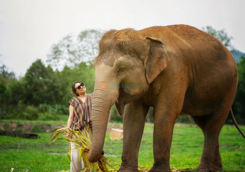 Elephant Jungle Sanctuary Chiang Mai