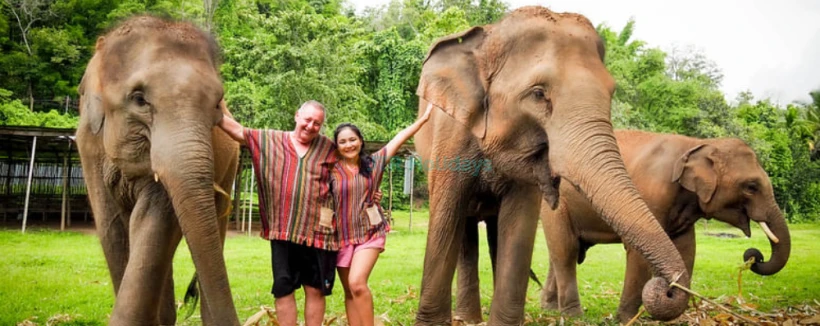 Elephant Jungle Sanctuary Chiang Mai - Explore Elephant Jungle Sanctuary Chiang Mai and experience a day with gentle elephants in their natural home. Enjoy feeding, bathing, and a fun mud spa with these amazing animals. Dressed in traditional Karen attire, create unforgettable moments as you interact with the elephants up close. Elephant Jungle Sanctuary Chiang Mai promotes ethical care and responsible tourism. Discover the magic of Elephant Jungle Sanctuary Chiang Mai with fun activities, delicious Thai food, and lasting memories. Elephant Jungle Sanctuary Chiang Mai - Image 3 of 5