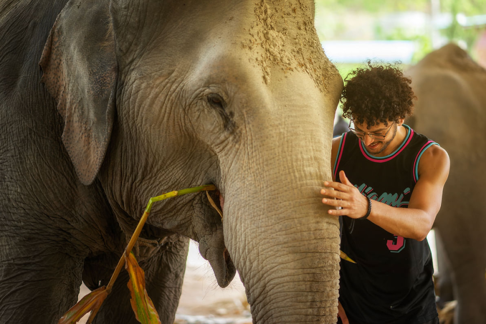 Elephant Jungle Sanctuary Chiang Mai - Explore Elephant Jungle Sanctuary Chiang Mai and experience a day with gentle elephants in their natural home. Enjoy feeding, bathing, and a fun mud spa with these amazing animals. Dressed in traditional Karen attire, create unforgettable moments as you interact with the elephants up close. Elephant Jungle Sanctuary Chiang Mai promotes ethical care and responsible tourism. Discover the magic of Elephant Jungle Sanctuary Chiang Mai with fun activities, delicious Thai food, and lasting memories. Elephant Jungle Sanctuary Chiang Mai - Image 2 of 5