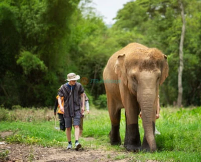 Elephant Jungle Sanctuary Chiang Mai - Explore Elephant Jungle Sanctuary Chiang Mai and experience a day with gentle elephants in their natural home. Enjoy feeding, bathing, and a fun mud spa with these amazing animals. Dressed in traditional Karen attire, create unforgettable moments as you interact with the elephants up close. Elephant Jungle Sanctuary Chiang Mai promotes ethical care and responsible tourism. Discover the magic of Elephant Jungle Sanctuary Chiang Mai with fun activities, delicious Thai food, and lasting memories. Elephant Jungle Sanctuary Chiang Mai - Image 5 of 5