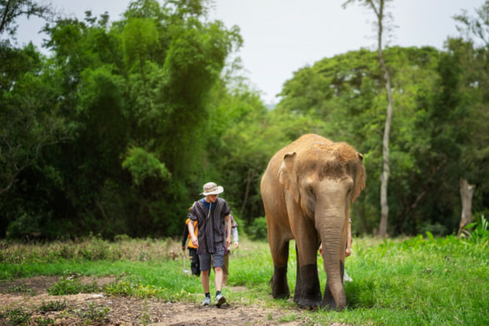 Elephant Jungle Sanctuary Chiang Mai - Explore Elephant Jungle Sanctuary Chiang Mai and experience a day with gentle elephants in their natural home. Enjoy feeding, bathing, and a fun mud spa with these amazing animals. Dressed in traditional Karen attire, create unforgettable moments as you interact with the elephants up close. Elephant Jungle Sanctuary Chiang Mai promotes ethical care and responsible tourism. Discover the magic of Elephant Jungle Sanctuary Chiang Mai with fun activities, delicious Thai food, and lasting memories. Elephant Jungle Sanctuary Chiang Mai - Image 5 of 5