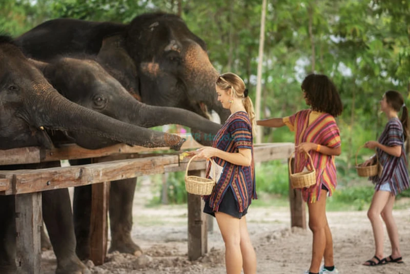 Elephant Jungle Sanctuary Chiang Mai - Image 6 of 8