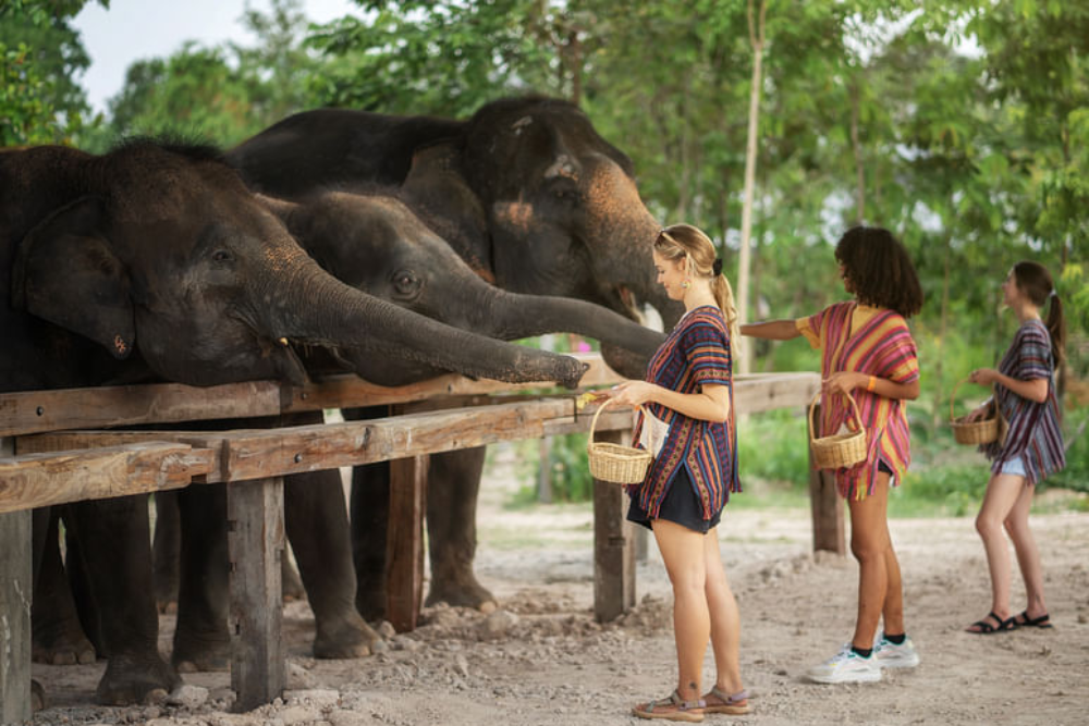 Elephant Jungle Sanctuary Chiang Mai - Image 6 of 8