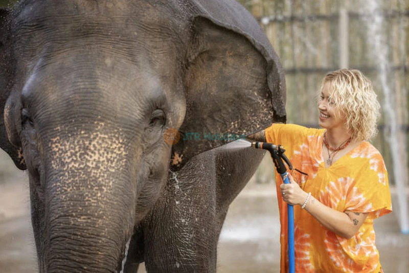 Elephant Jungle Sanctuary Chiang Mai - Image 7 of 8