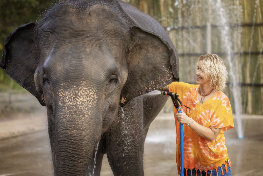 Elephant Jungle Sanctuary Chiang Mai - Image 7 of 8