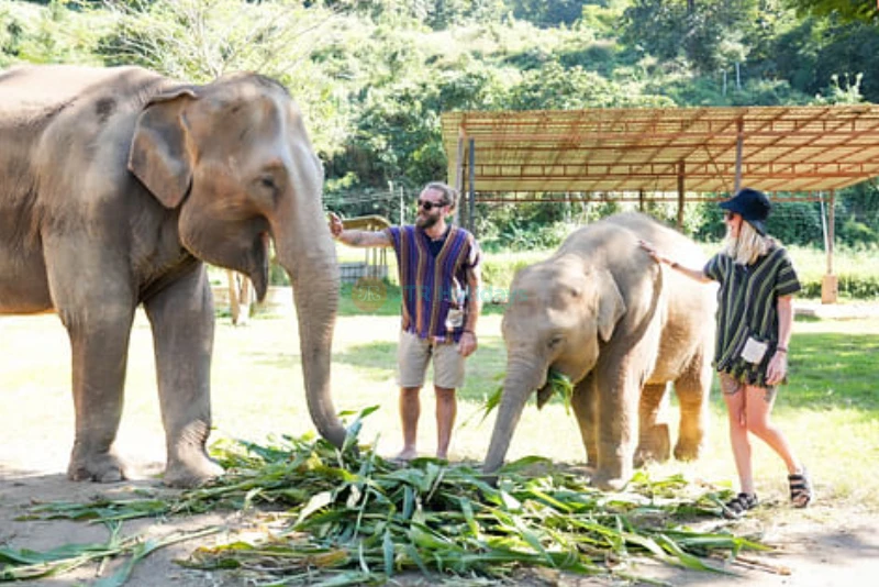 Elephant Jungle Sanctuary Chiang Mai - Image 8 of 8