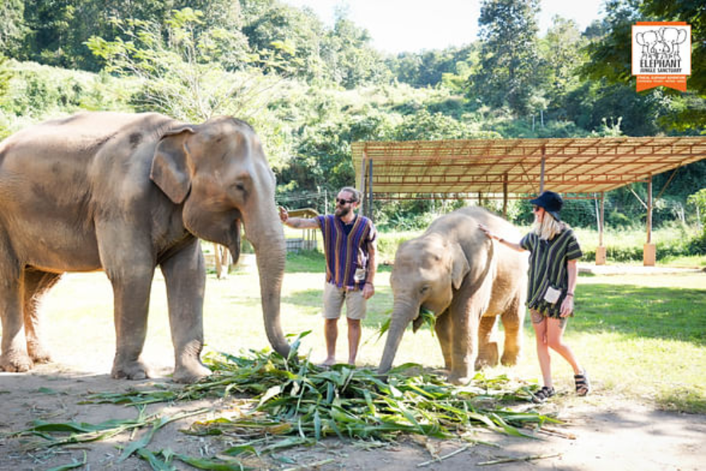 Elephant Jungle Sanctuary Chiang Mai - Image 8 of 8