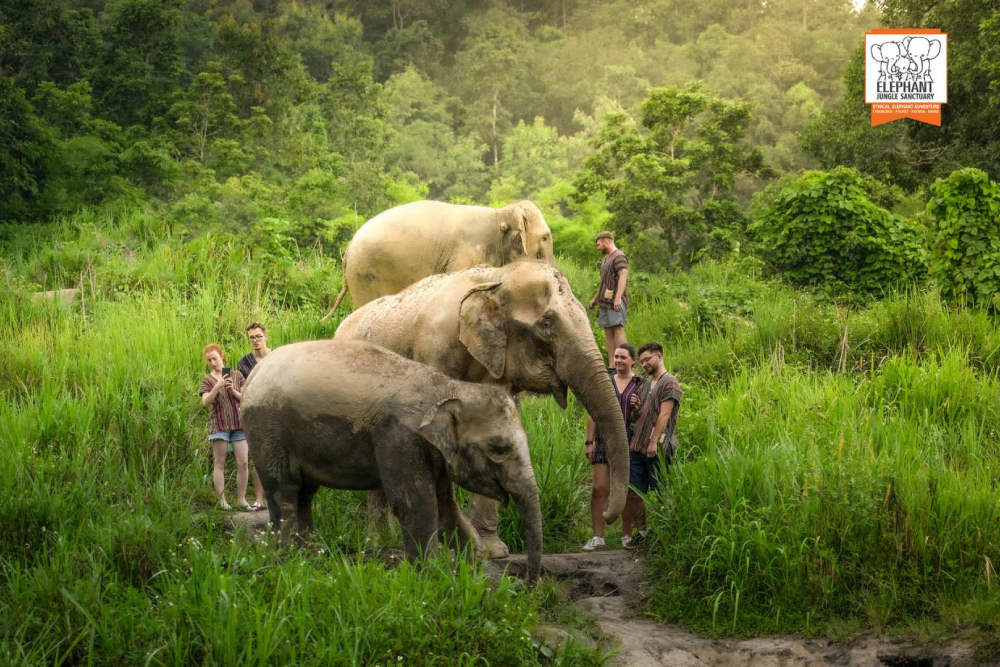 Elephant Jungle Sanctuary Chiang Mai - Explore Elephant Jungle Sanctuary Chiang Mai and experience a day with gentle elephants in their natural home. Enjoy feeding, bathing, and a fun mud spa with these amazing animals. Dressed in traditional Karen attire, create unforgettable moments as you interact with the elephants up close. Elephant Jungle Sanctuary Chiang Mai promotes ethical care and responsible tourism. Discover the magic of Elephant Jungle Sanctuary Chiang Mai with fun activities, delicious Thai food, and lasting memories. Elephant Jungle Sanctuary Chiang Mai - Image 1 of 5