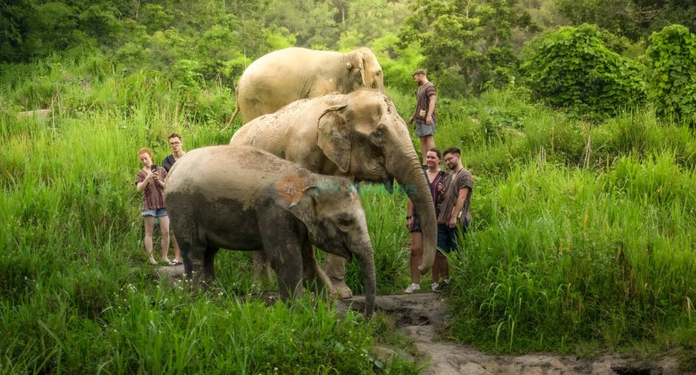 Elephant Jungle Sanctuary Chiang Mai - Explore Elephant Jungle Sanctuary Chiang Mai and experience a day with gentle elephants in their natural home. Enjoy feeding, bathing, and a fun mud spa with these amazing animals. Dressed in traditional Karen attire, create unforgettable moments as you interact with the elephants up close. Elephant Jungle Sanctuary Chiang Mai promotes ethical care and responsible tourism. Discover the magic of Elephant Jungle Sanctuary Chiang Mai with fun activities, delicious Thai food, and lasting memories. Elephant Jungle Sanctuary Chiang Mai - Image 1 of 5