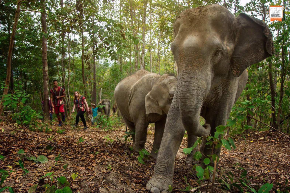 Elephant Jungle Sanctuary Chiang Mai - Explore Elephant Jungle Sanctuary Chiang Mai and experience a day with gentle elephants in their natural home. Enjoy feeding, bathing, and a fun mud spa with these amazing animals. Dressed in traditional Karen attire, create unforgettable moments as you interact with the elephants up close. Elephant Jungle Sanctuary Chiang Mai promotes ethical care and responsible tourism. Discover the magic of Elephant Jungle Sanctuary Chiang Mai with fun activities, delicious Thai food, and lasting memories. Elephant Jungle Sanctuary Chiang Mai - Image 4 of 5
