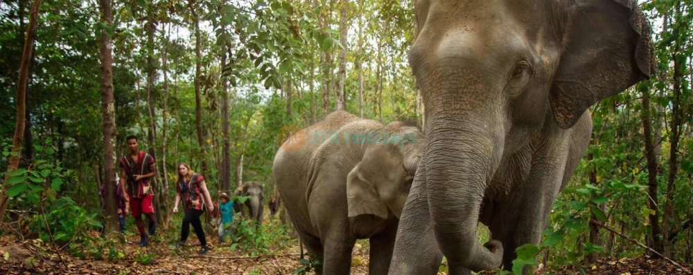 Elephant Jungle Sanctuary Chiang Mai - Image 4 of 5