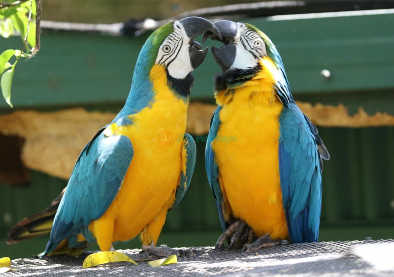 Birdworld Kuranda