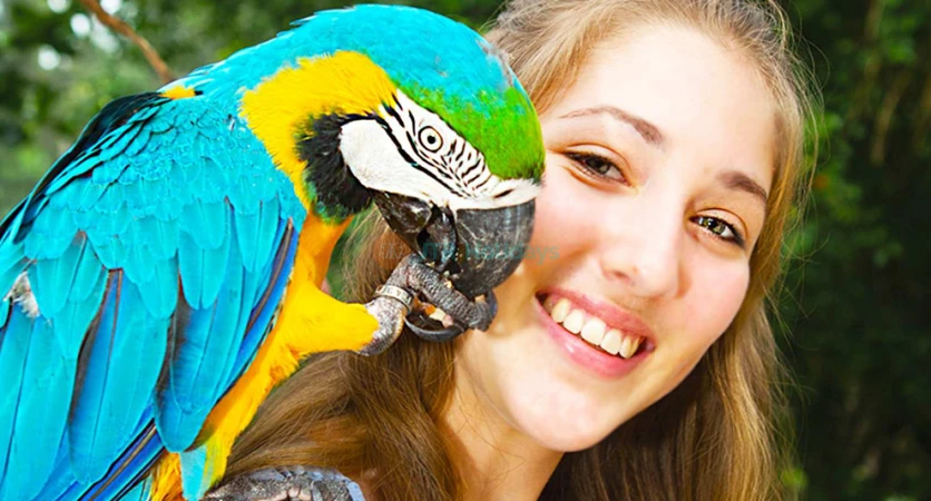 Birdworld Kuranda - Discover Exotic Birds & Wildlife in Queensland - JTR Holidays