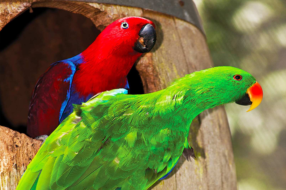 Birdworld Kuranda - Image 2 of 8