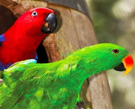 Birdworld Kuranda - Discover Exotic Birds & Wildlife in Queensland - JTR Holidays