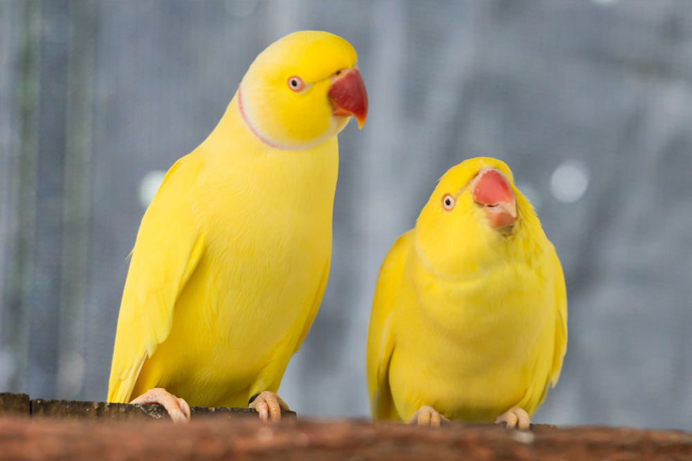 Birdworld Kuranda - Image 4 of 8