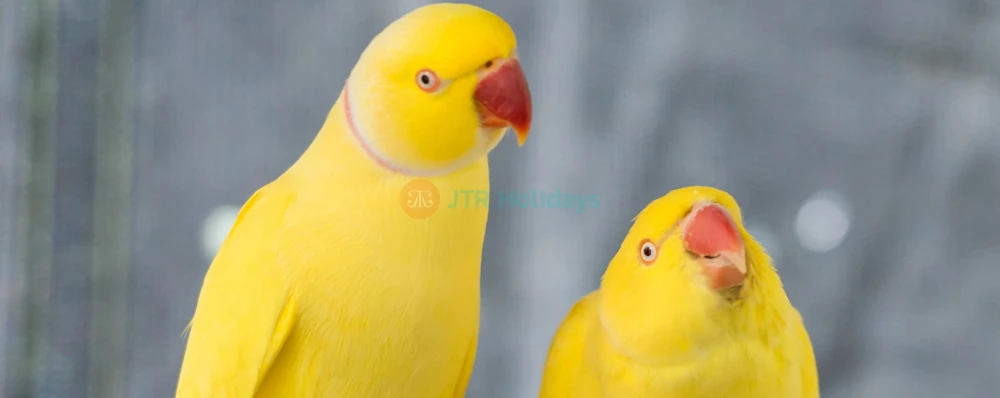 Birdworld Kuranda - Image 4 of 5