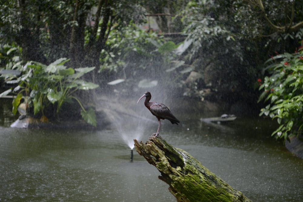 Birdworld Kuranda - Image 5 of 8