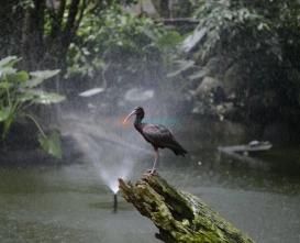 Birdworld Kuranda - Discover Exotic Birds & Wildlife in Queensland - JTR Holidays